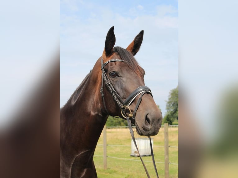 Koń hanowerski Klacz 5 lat 175 cm Ciemnogniada in Hamersen