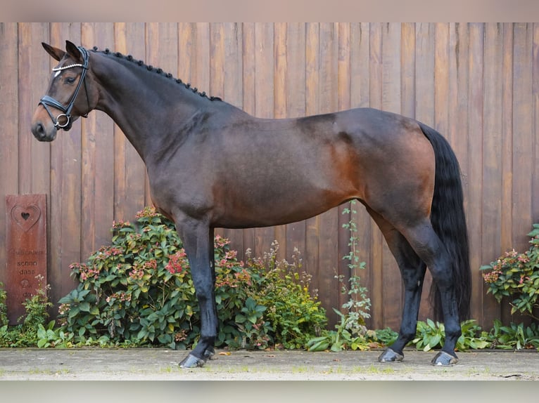 Koń hanowerski Klacz 5 lat 175 cm Gniada in Loxstedt