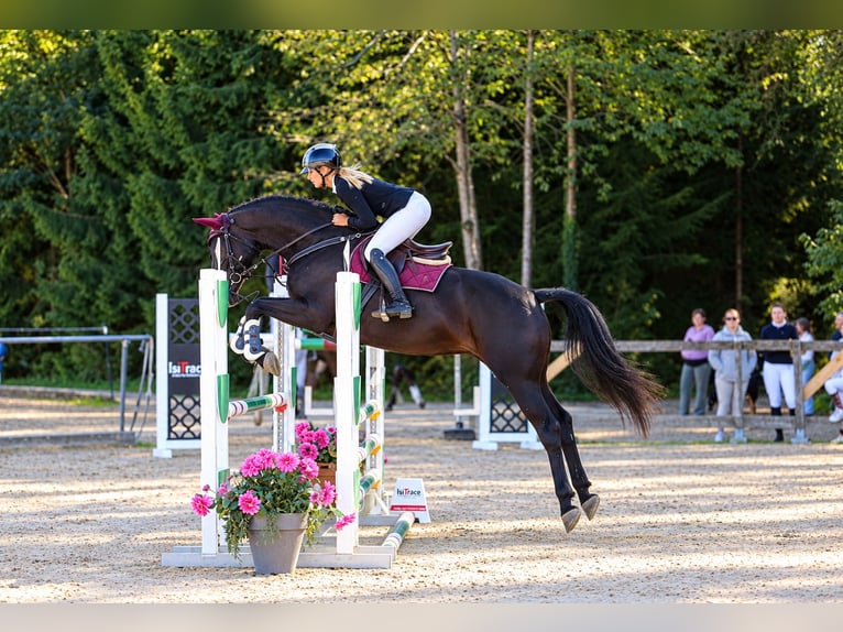 Koń hanowerski Klacz 5 lat 175 cm Kara in Helpfau
