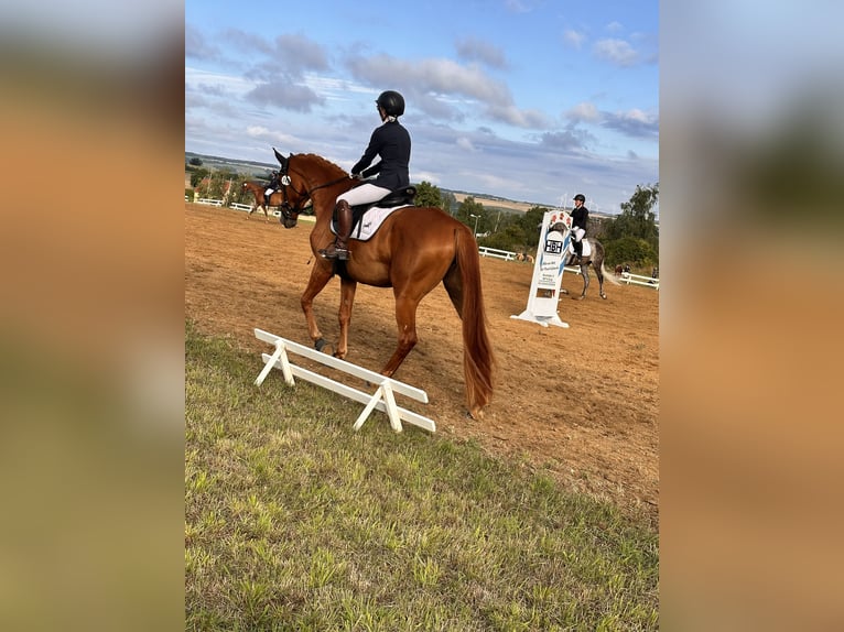 Koń hanowerski Klacz 5 lat 175 cm Kasztanowata in Leipzig