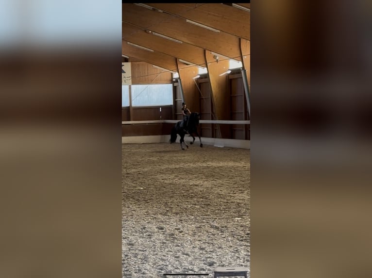 Koń hanowerski Klacz 5 lat 175 cm Skarogniada in Gössendorf