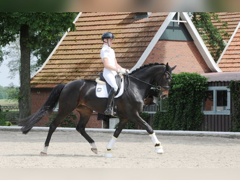 Koń hanowerski Klacz 5 lat 178 cm Skarogniada in Freren