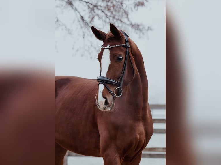 Koń hanowerski Klacz 5 lat 180 cm Kasztanowata in Riedstadt