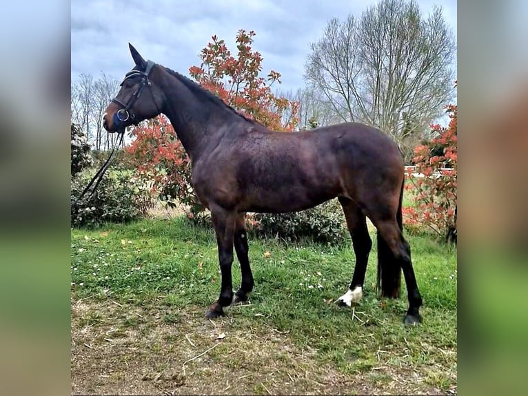 Koń hanowerski Klacz 6 lat 153 cm Skarogniada in Gennes Val de Loire