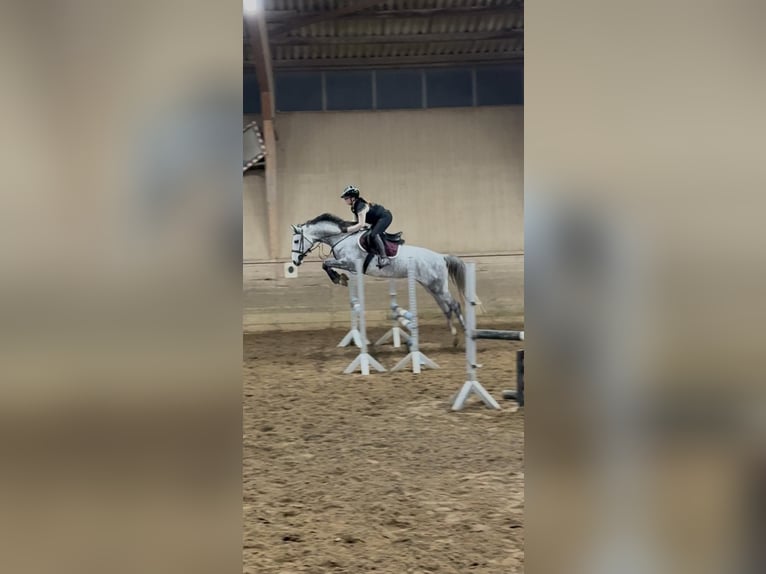 Koń hanowerski Klacz 6 lat 159 cm Siwa in Wolfsburg