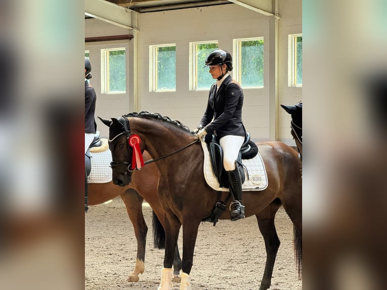 Koń hanowerski Klacz 6 lat 160 cm Ciemnogniada in Uetze