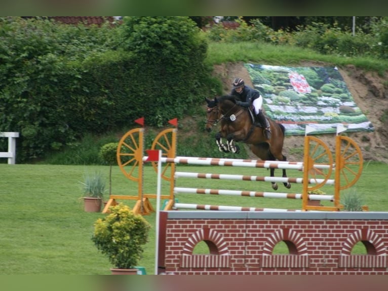 Koń hanowerski Klacz 6 lat 160 cm Gniada in Müssen