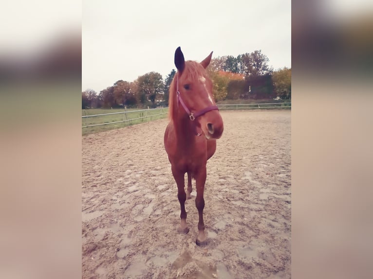 Koń hanowerski Klacz 6 lat 160 cm Kasztanowata in Norderstedt