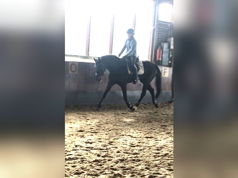 Koń hanowerski Klacz 6 lat 162 cm Ciemnogniada in Rees
