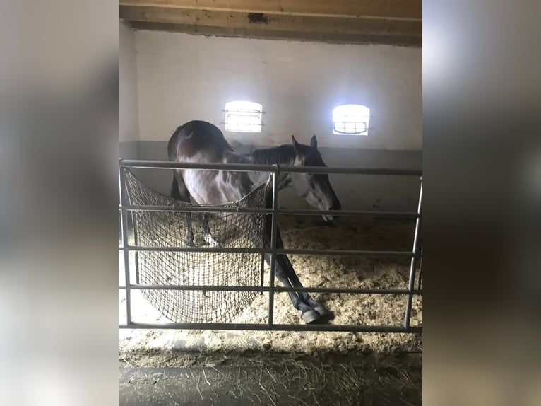 Koń hanowerski Klacz 6 lat 162 cm Ciemnogniada in Rees