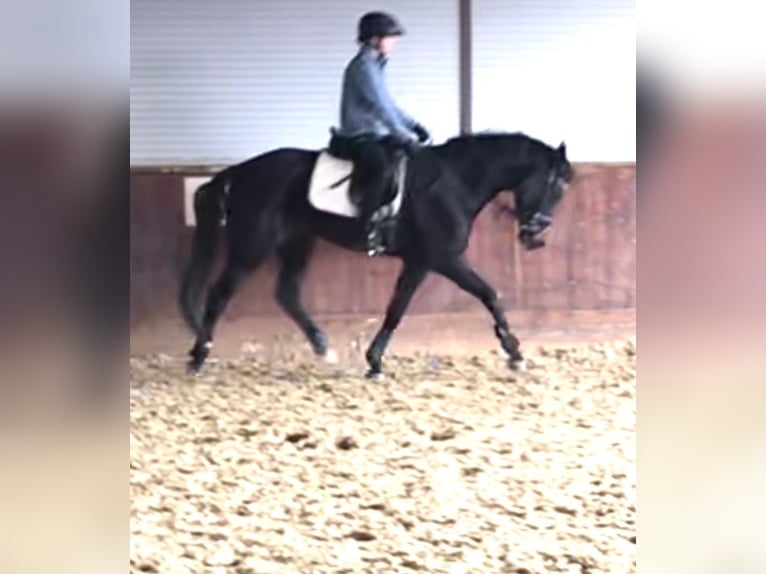 Koń hanowerski Klacz 6 lat 162 cm Ciemnogniada in Rees