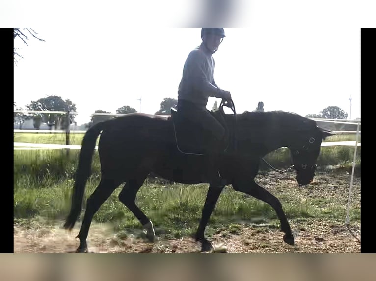 Koń hanowerski Klacz 6 lat 162 cm Ciemnogniada in Rees