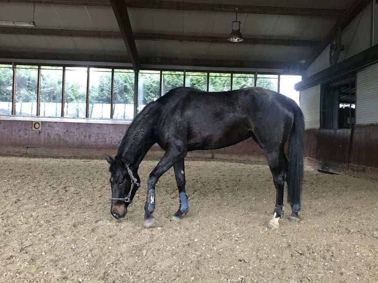 Koń hanowerski Klacz 6 lat 162 cm Ciemnogniada in Rees