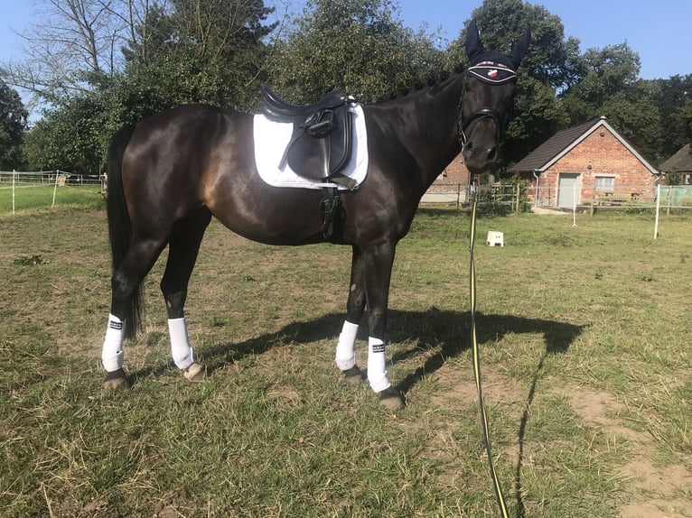 Koń hanowerski Klacz 6 lat 162 cm Ciemnogniada in Rees
