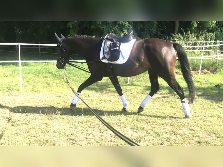 Koń hanowerski Klacz 6 lat 162 cm Ciemnogniada in Rees