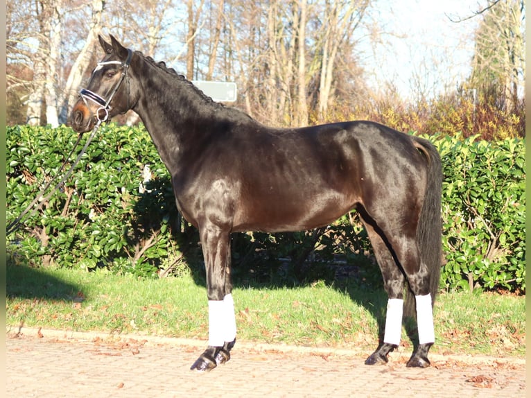 Koń hanowerski Klacz 6 lat 162 cm Ciemnogniada in Selsingen