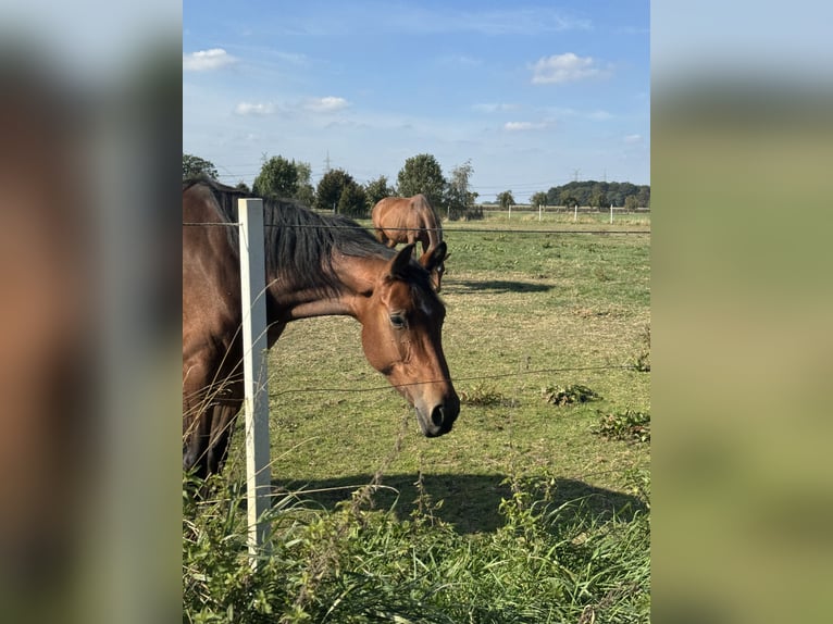 Koń hanowerski Klacz 6 lat 162 cm Gniada in Verden (Aller)