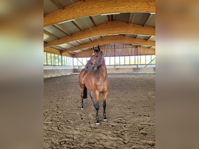 Koń hanowerski Klacz 6 lat 162 cm Gniada in M&#xFC;nster