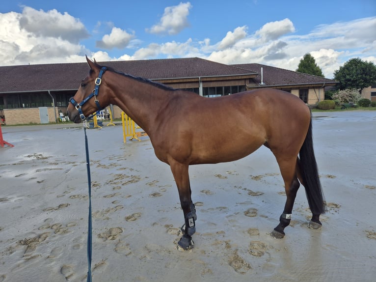 Koń hanowerski Klacz 6 lat 162 cm Gniada in M&#xFC;nster