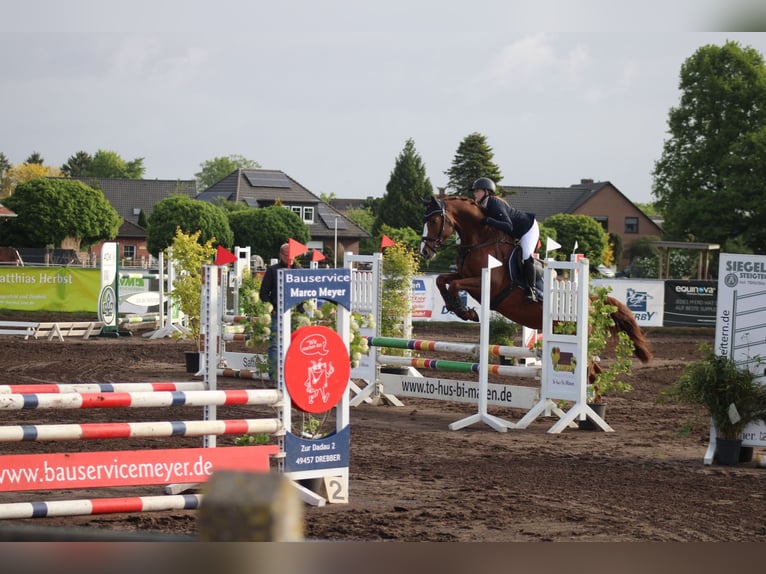 Koń hanowerski Klacz 6 lat 162 cm Kasztanowata in Petershagen