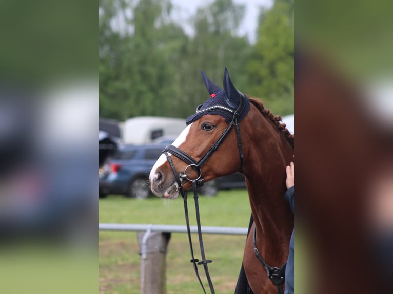 Koń hanowerski Klacz 6 lat 162 cm Kasztanowata in Petershagen