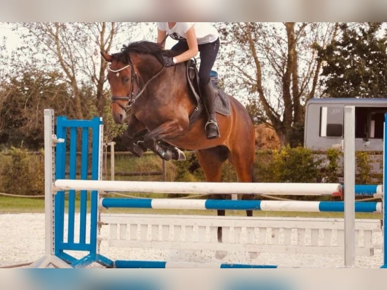 Koń hanowerski Klacz 6 lat 163 cm Gniada in Heeslingen