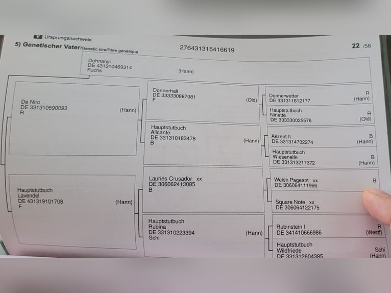 Koń hanowerski Klacz 6 lat 163 cm Kara in B&#xFC;tzow