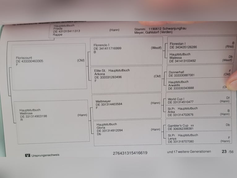 Koń hanowerski Klacz 6 lat 163 cm Kara in B&#xFC;tzow
