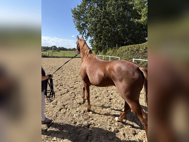 Koń hanowerski Klacz 6 lat 163 cm Kasztanowata in Rotenburg (Wümme)