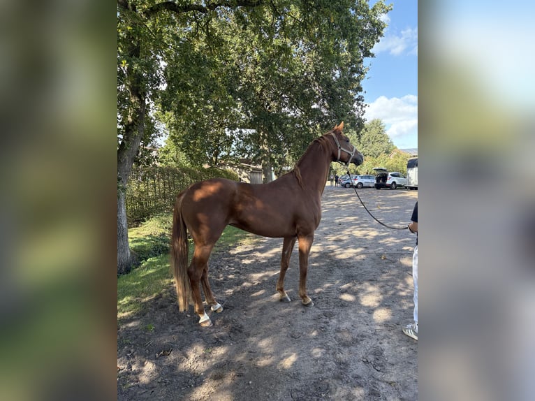 Koń hanowerski Klacz 6 lat 163 cm Kasztanowata in Rotenburg (Wümme)