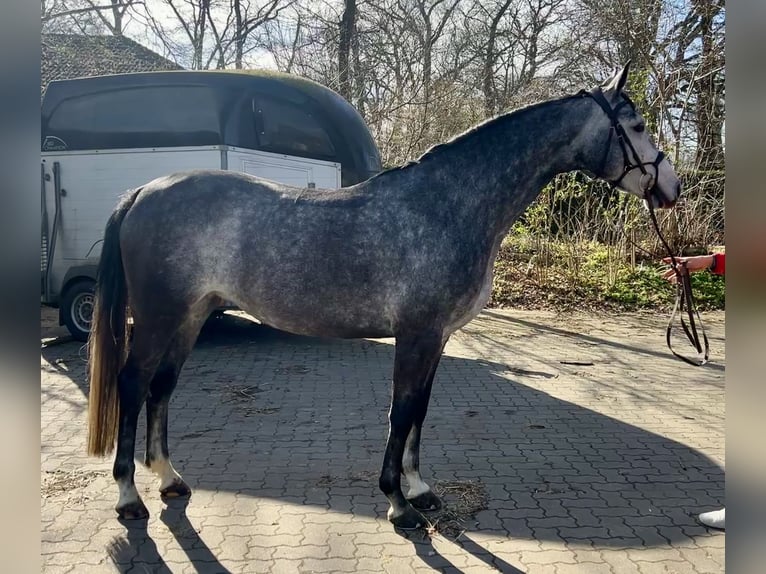Koń hanowerski Klacz 6 lat 163 cm Siwa jabłkowita in Hagen im Bremischen