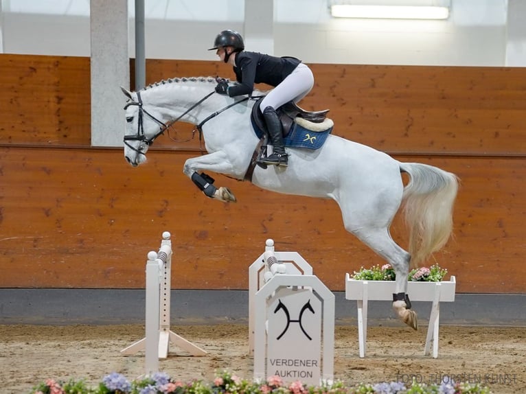 Koń hanowerski Klacz 6 lat 163 cm Siwa in Verden