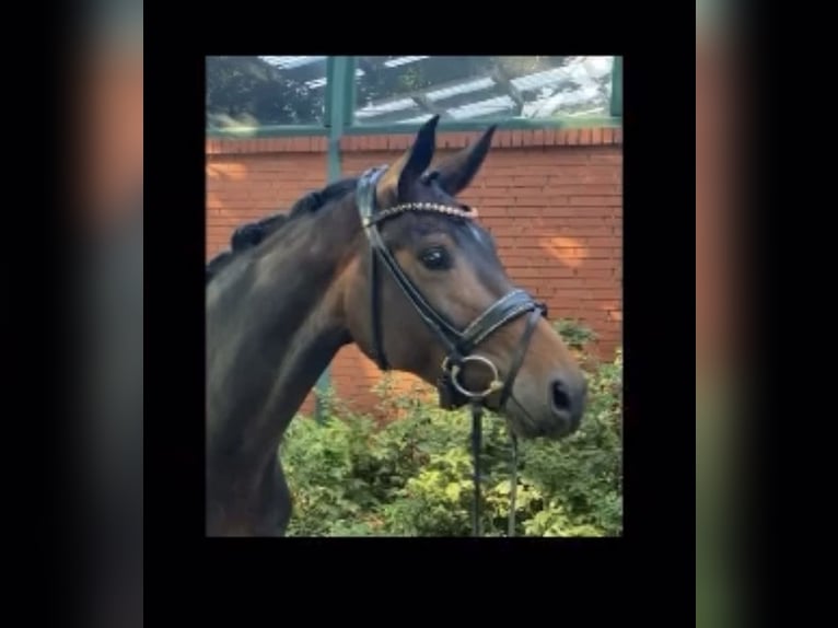 Koń hanowerski Klacz 6 lat 164 cm Ciemnogniada in Celle