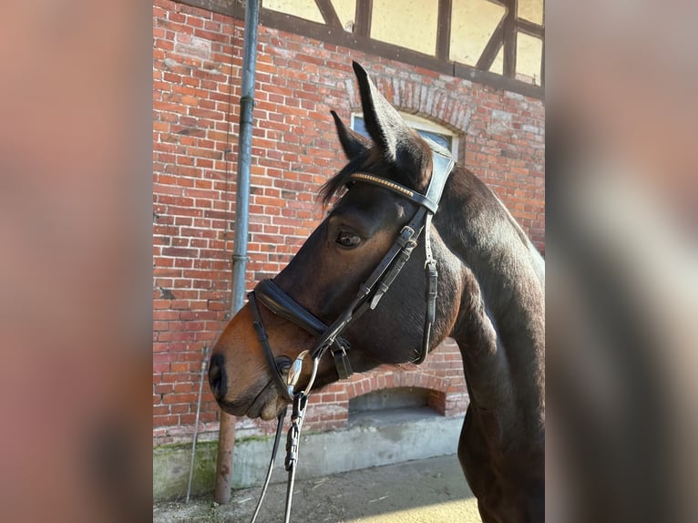 Koń hanowerski Klacz 6 lat 164 cm Ciemnogniada in Celle