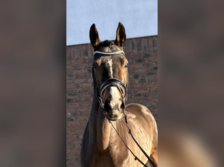 Koń hanowerski Klacz 6 lat 164 cm Gniada in Niederkassel