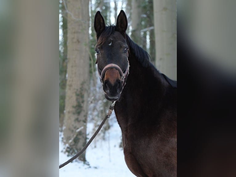 Koń hanowerski Klacz 6 lat 164 cm Gniada in Vellahn