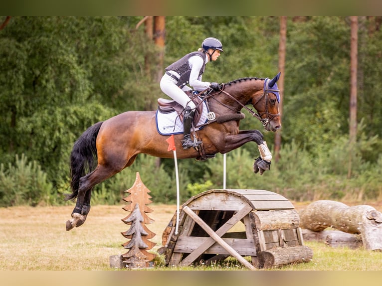 Koń hanowerski Klacz 6 lat 164 cm Gniada in Salzhausen