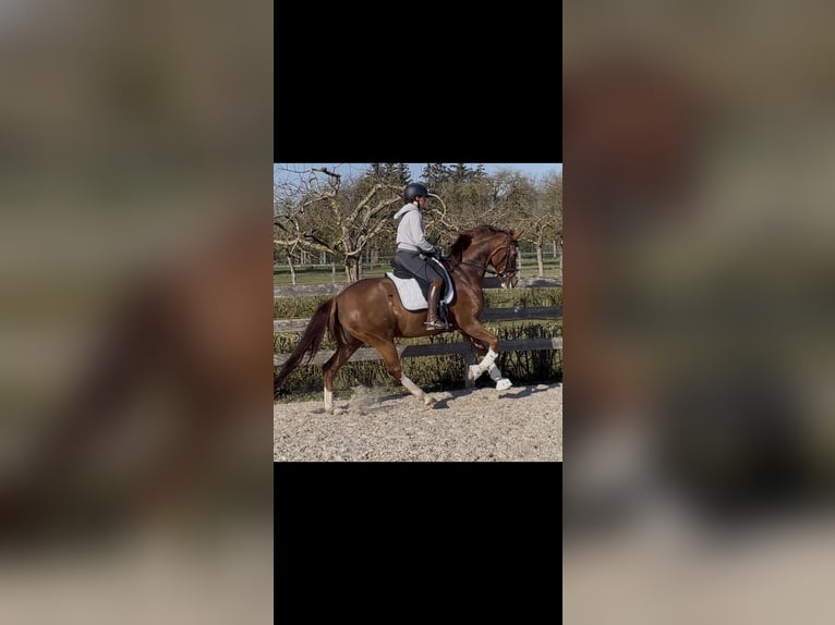 Koń hanowerski Klacz 6 lat 164 cm Kasztanowata in Unterschneidheim