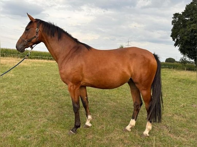 Koń hanowerski Klacz 6 lat 164 cm in Westerkappeln