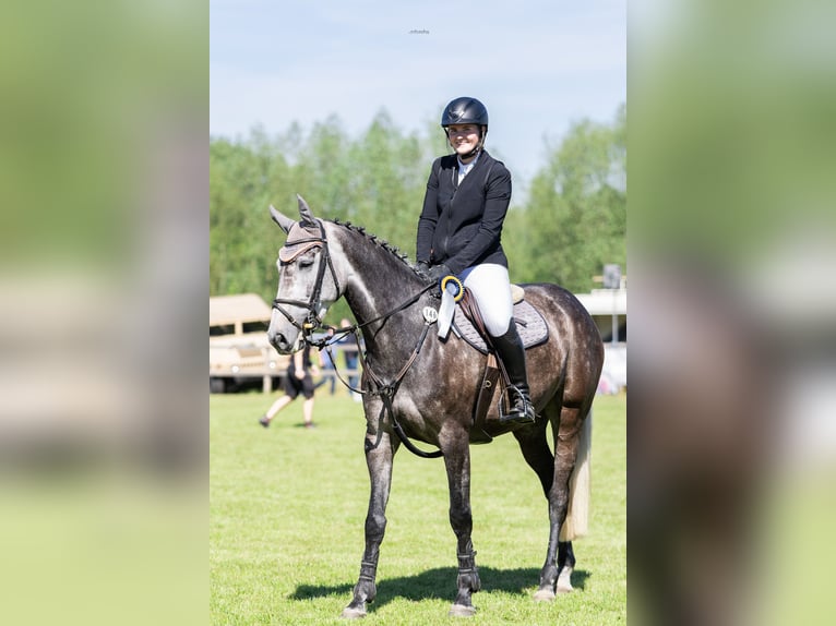 Koń hanowerski Klacz 6 lat 164 cm Siwa jabłkowita in Wunstorf