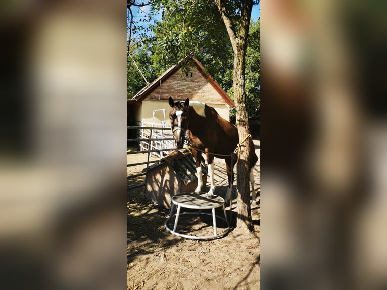 Koń hanowerski Mix Klacz 6 lat 164 cm Srokata in Kiskőrös
