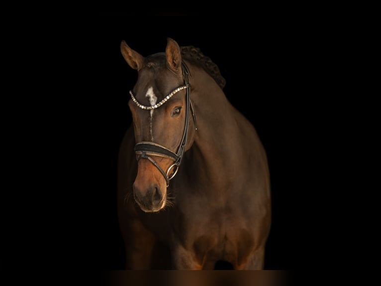 Koń hanowerski Klacz 6 lat 165 cm Ciemnogniada in Wehringen