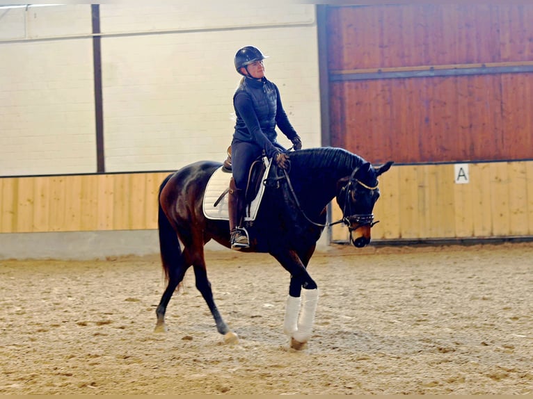 Koń hanowerski Klacz 6 lat 165 cm Ciemnogniada in Kempen