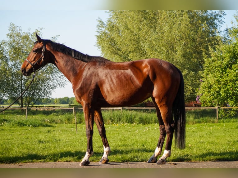 Koń hanowerski Klacz 6 lat 165 cm Gniada in Selm