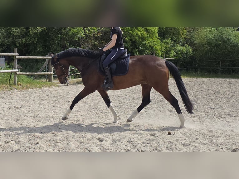 Koń hanowerski Klacz 6 lat 165 cm Gniada in Wachtendonk