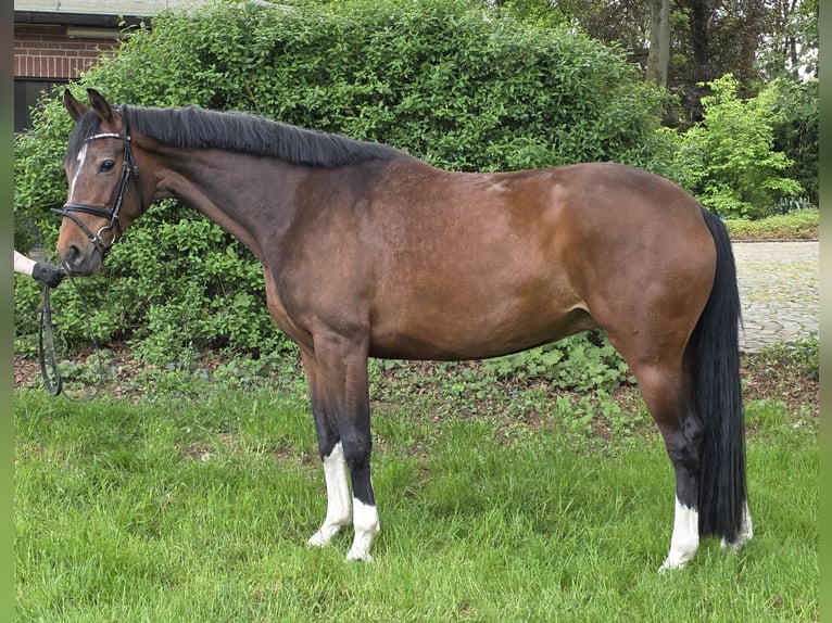Koń hanowerski Klacz 6 lat 165 cm Gniada in Wachtendonk