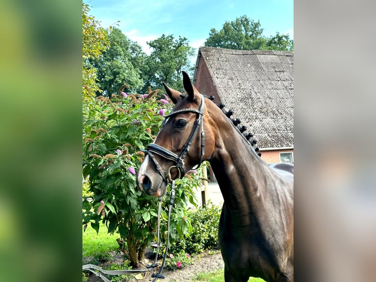 Koń hanowerski Klacz 6 lat 165 cm Gniada in Kutenholz