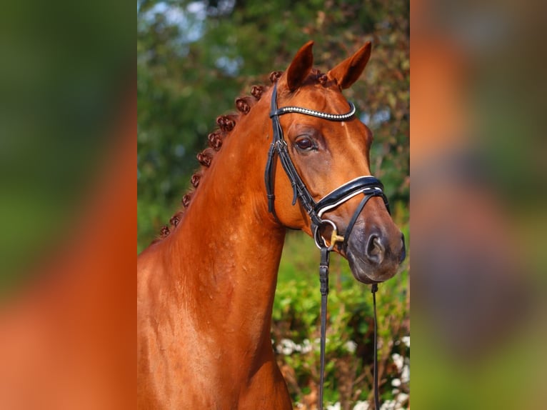 Koń hanowerski Klacz 6 lat 165 cm Kasztanowata in Selsingen