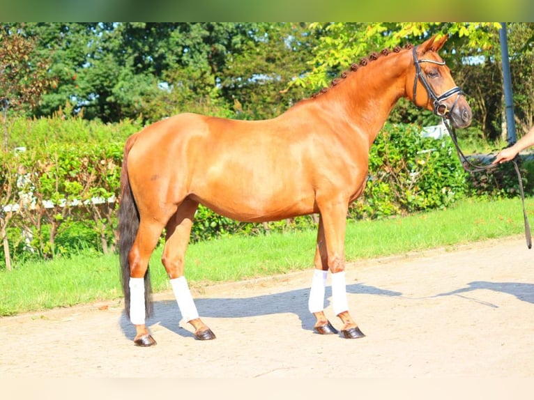 Koń hanowerski Klacz 6 lat 165 cm Kasztanowata in Selsingen