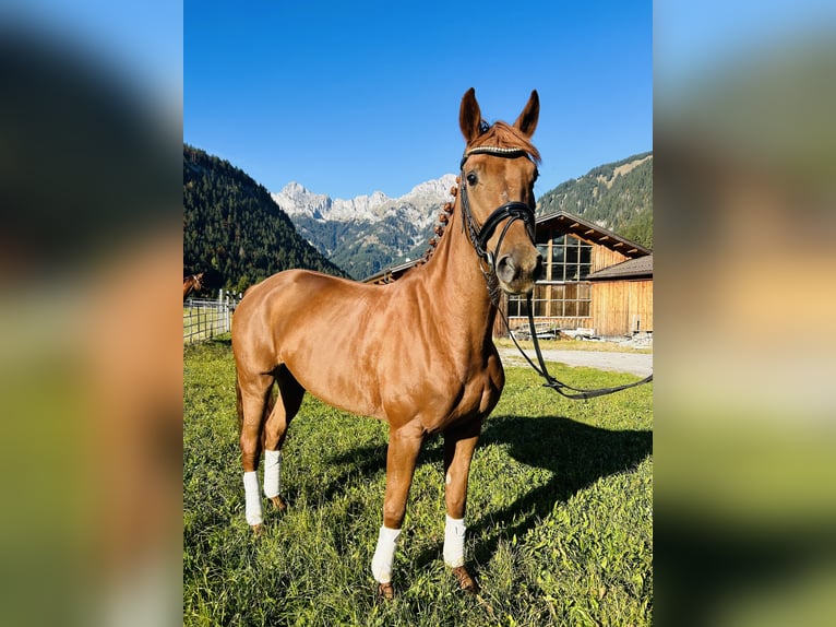 Koń hanowerski Klacz 6 lat 165 cm Kasztanowata in Nesselwängle